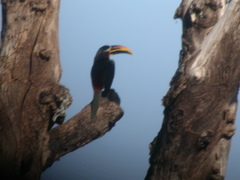 Pteroglossus castanotis