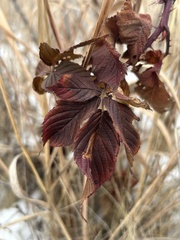 Rubus rosa