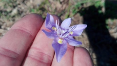 Moraea bipartita