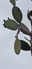 Opuntia galapageia