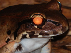 Leptodactylus knudseni