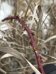 Rubus rosa