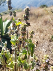 Salvia lasiocephala