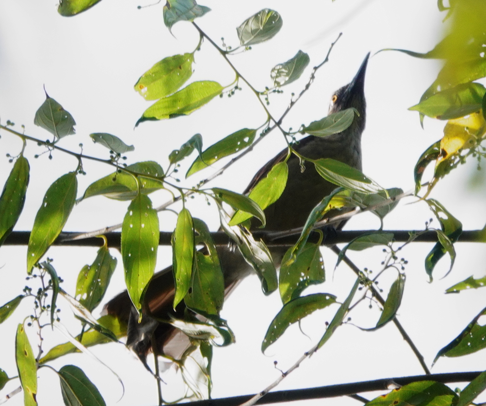 Black-eared Oriole (Oriolus bouroensis), photo 1