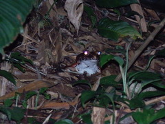 Leptodactylus knudseni