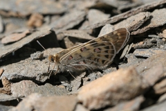 Parnassius acco
