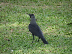 Corvus splendens