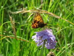 Boloria titania