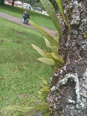 Pleopeltis macrocarpa