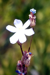 Orthrosanthus multiflorus