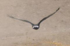 Circus cinereus
