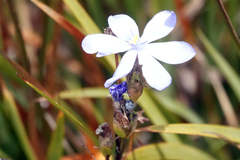 Orthrosanthus multiflorus