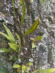 Pleopeltis macrocarpa