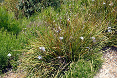 Orthrosanthus multiflorus