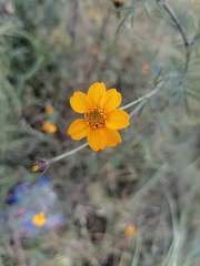 Dyssodia tagetiflora