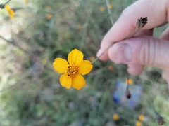 Dyssodia tagetiflora