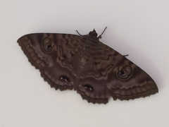 Speiredonia spectans