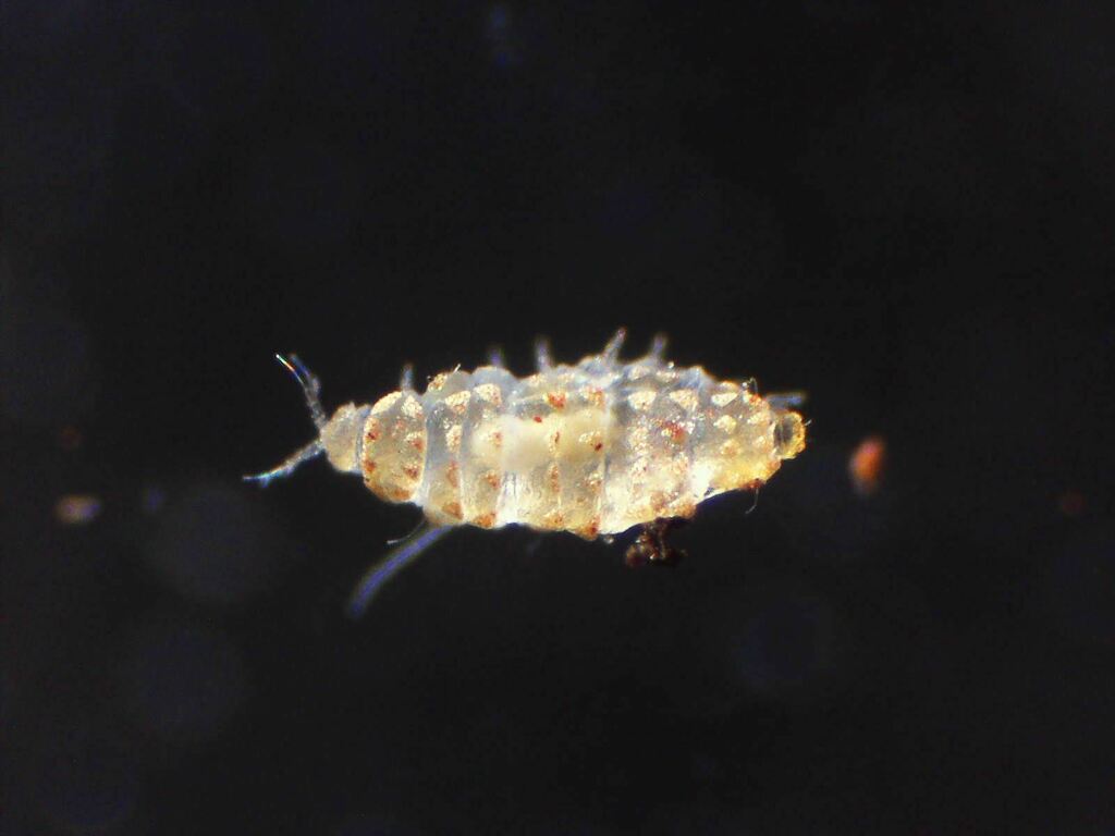 Brachypauropodoidea