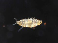 Deltopauropus luteus