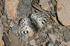 Parnassius acco