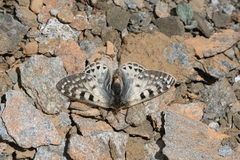 Parnassius acco