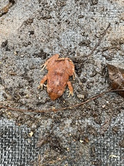 Eleutherodactylus antillensis