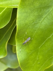 Glabridorsum stokesii