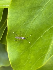 Glabridorsum stokesii