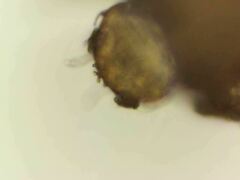 Deltopauropus luteus