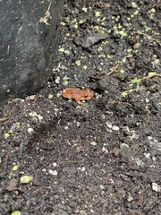 Eleutherodactylus antillensis