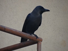 Corvus splendens