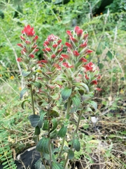 Castilleja arvensis