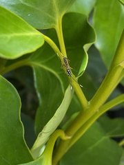 Glabridorsum stokesii