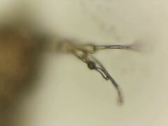 Deltopauropus luteus