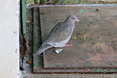 Patagioenas corensis