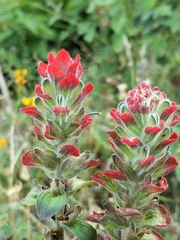 Castilleja arvensis