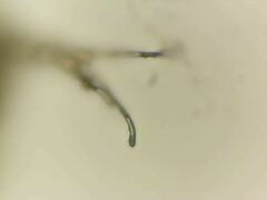 Deltopauropus luteus