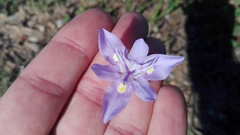 Moraea bipartita