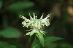 Monarda clinopodia