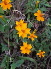 Tagetes tenuifolia
