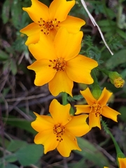 Tagetes tenuifolia