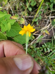 Tagetes tenuifolia