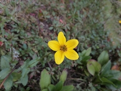 Bidens triplinervia