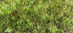 Vallesia glabra