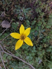 Bidens triplinervia