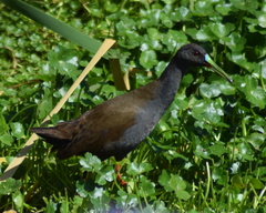 Pardirallus sanguinolentus