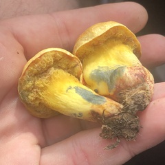 Boletus luridellus