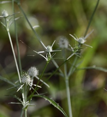 Eryngium echinatum