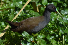 Pardirallus sanguinolentus