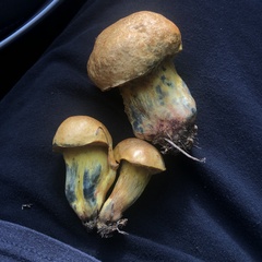 Boletus luridellus